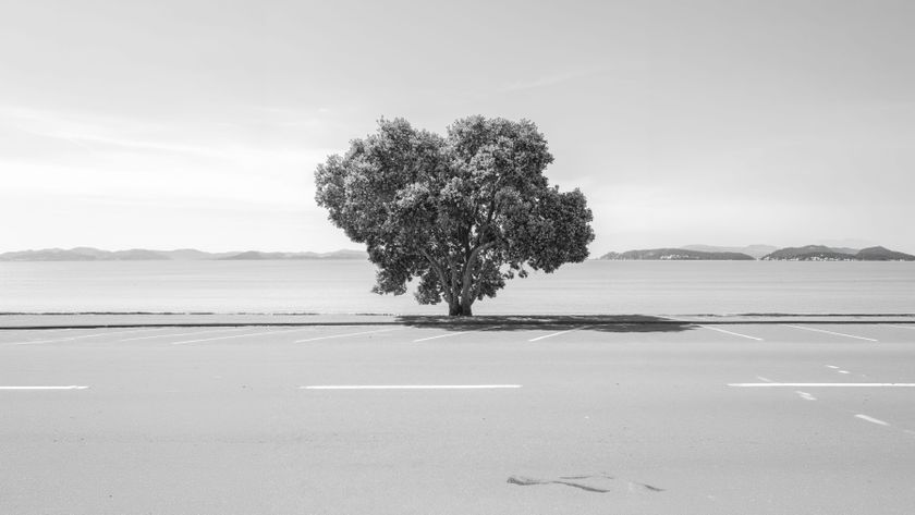 Monochrome image of a solitary tree in a barren landscape