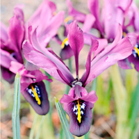 Iris histroides 'George' at Suttons