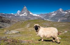 The Valais Blacknose pictures in its home country of Switzerland. Majestic. Credit: Getty