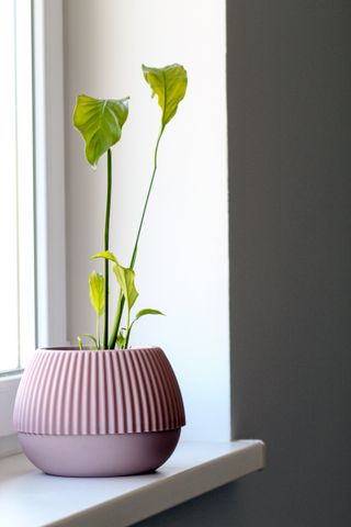 A peace lily in a pink pleated planter