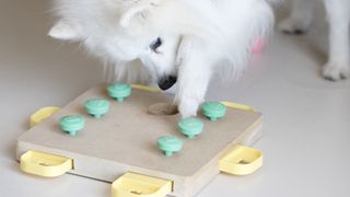 dog using puzzle toy