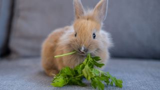 rabbit eating cilantro