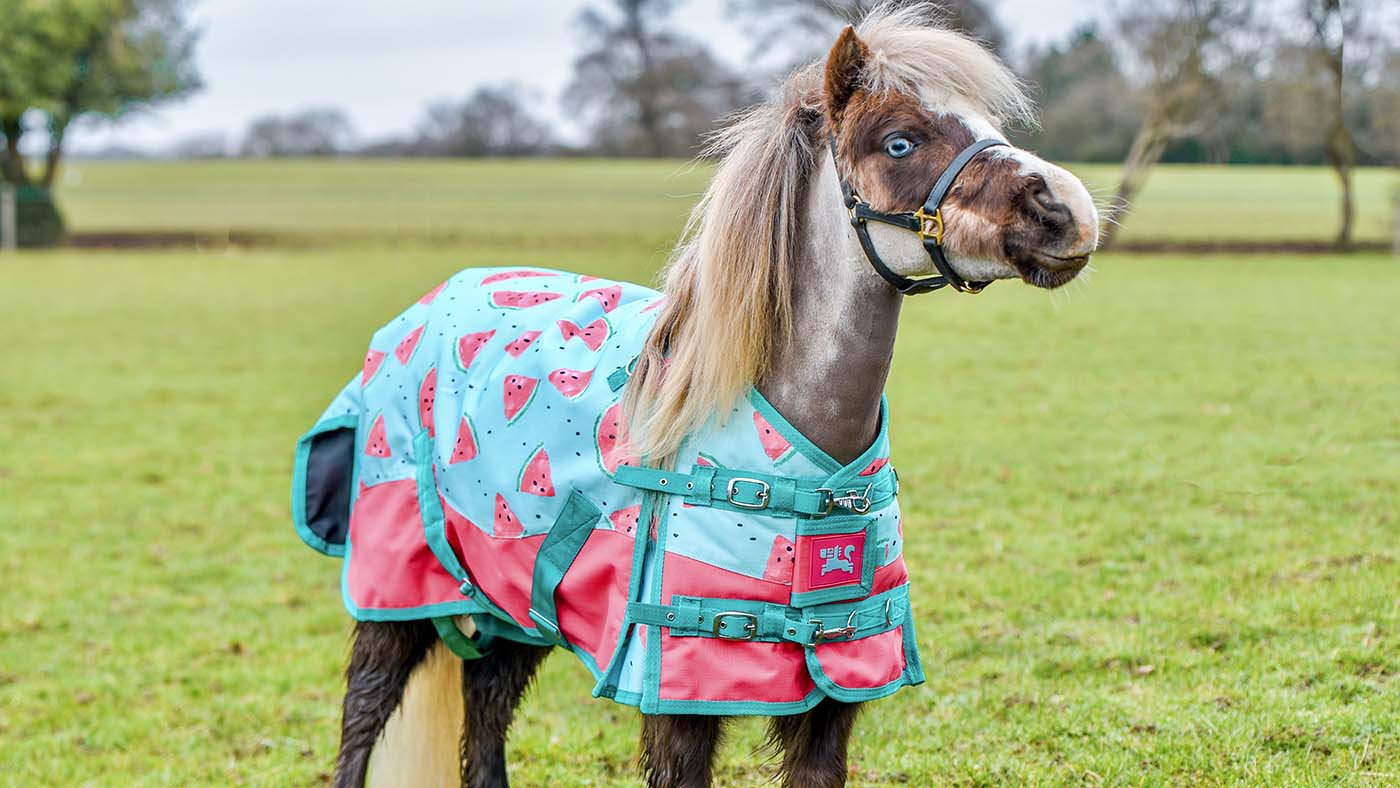 Ponyo watermelon turnout