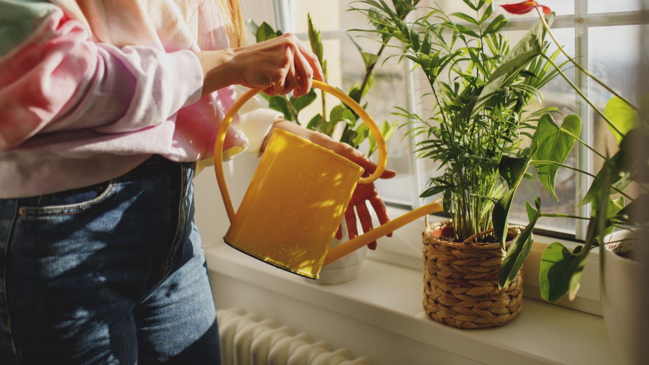 Thirsty houseplants