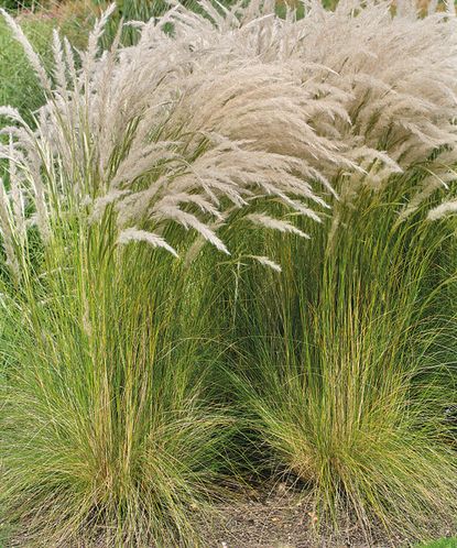 Types of ornamental grass: 16 varieties for borders and pots | Gardeningetc