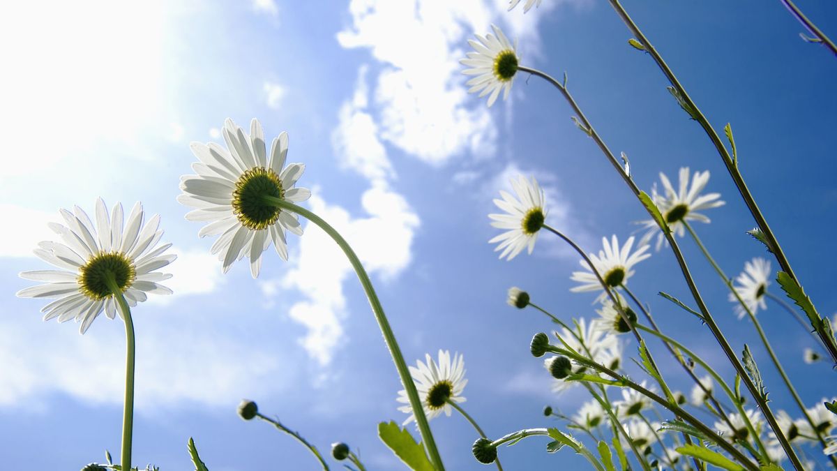 An upwards shot of common daisy flowers with a cloudy blue sky in the background