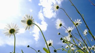 An upwards shot of common daisy flowers with a cloudy blue sky in the background