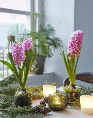 pink hyacinth used as a festive display