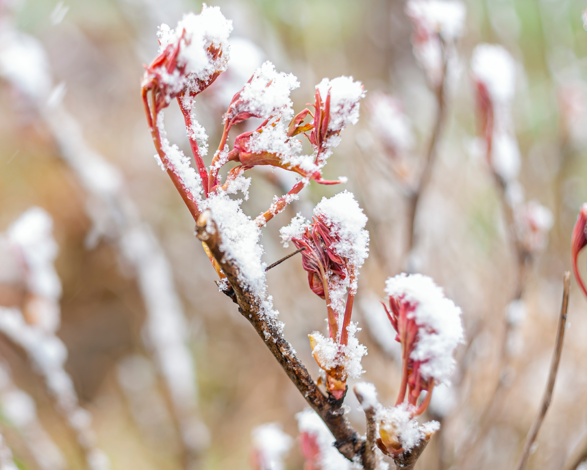tree peony covered in snow