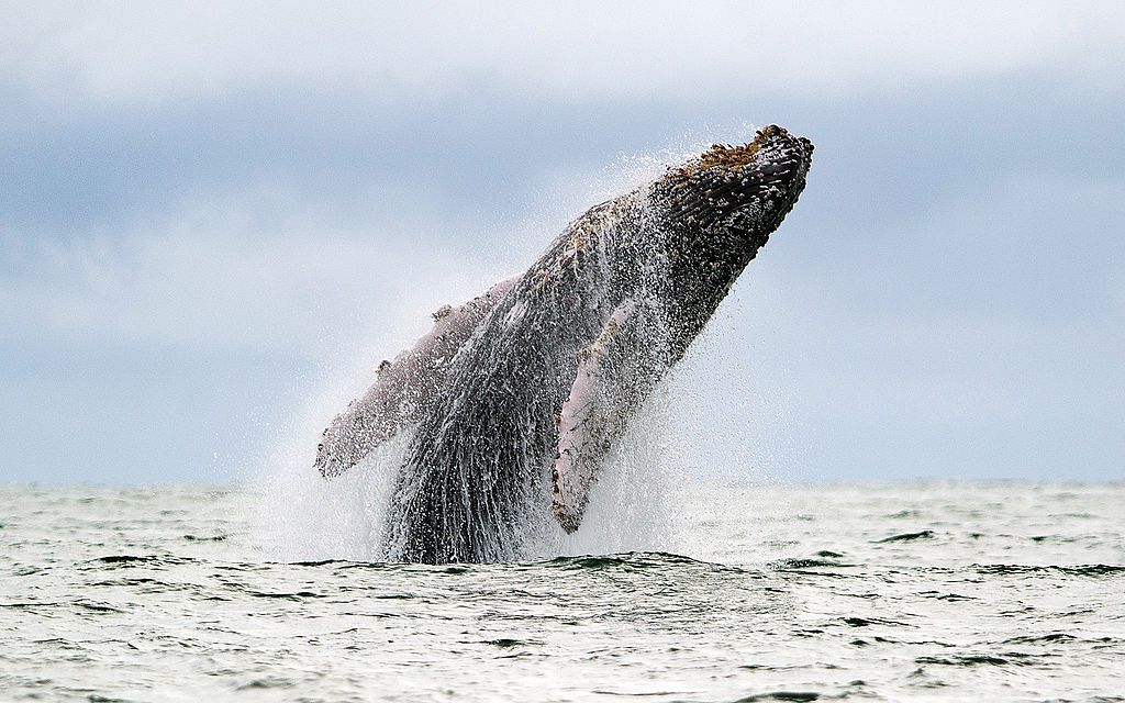 A humpback whale near Colombia.