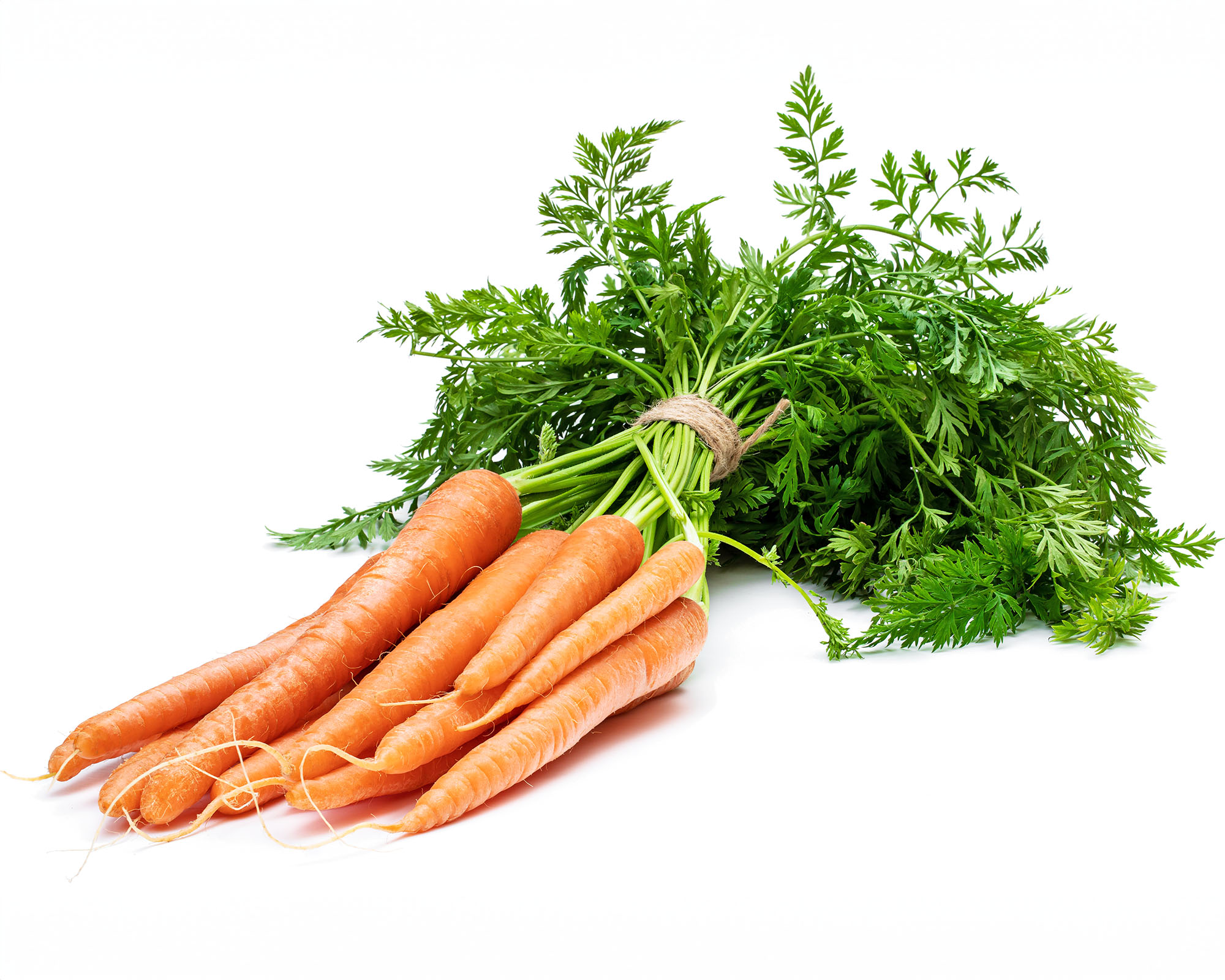 Bunch of fresh carrots with leafy green tops tied together on white background