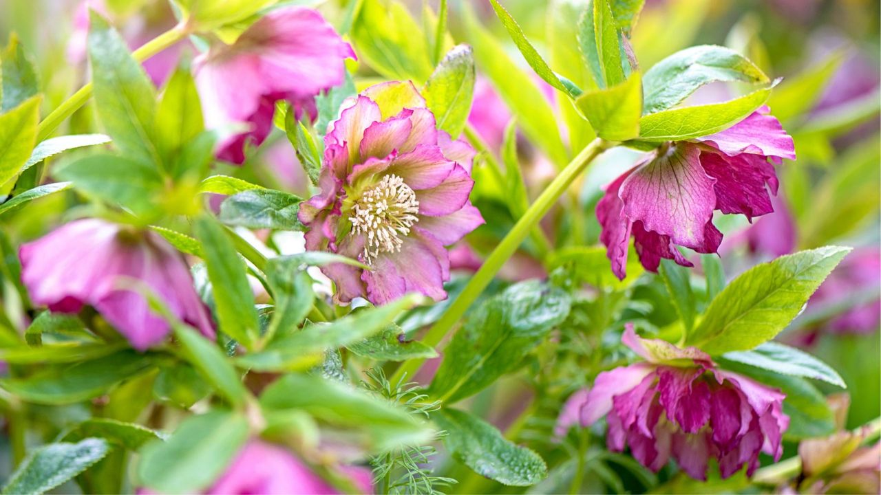 Purple Hellebores in Full Bloom