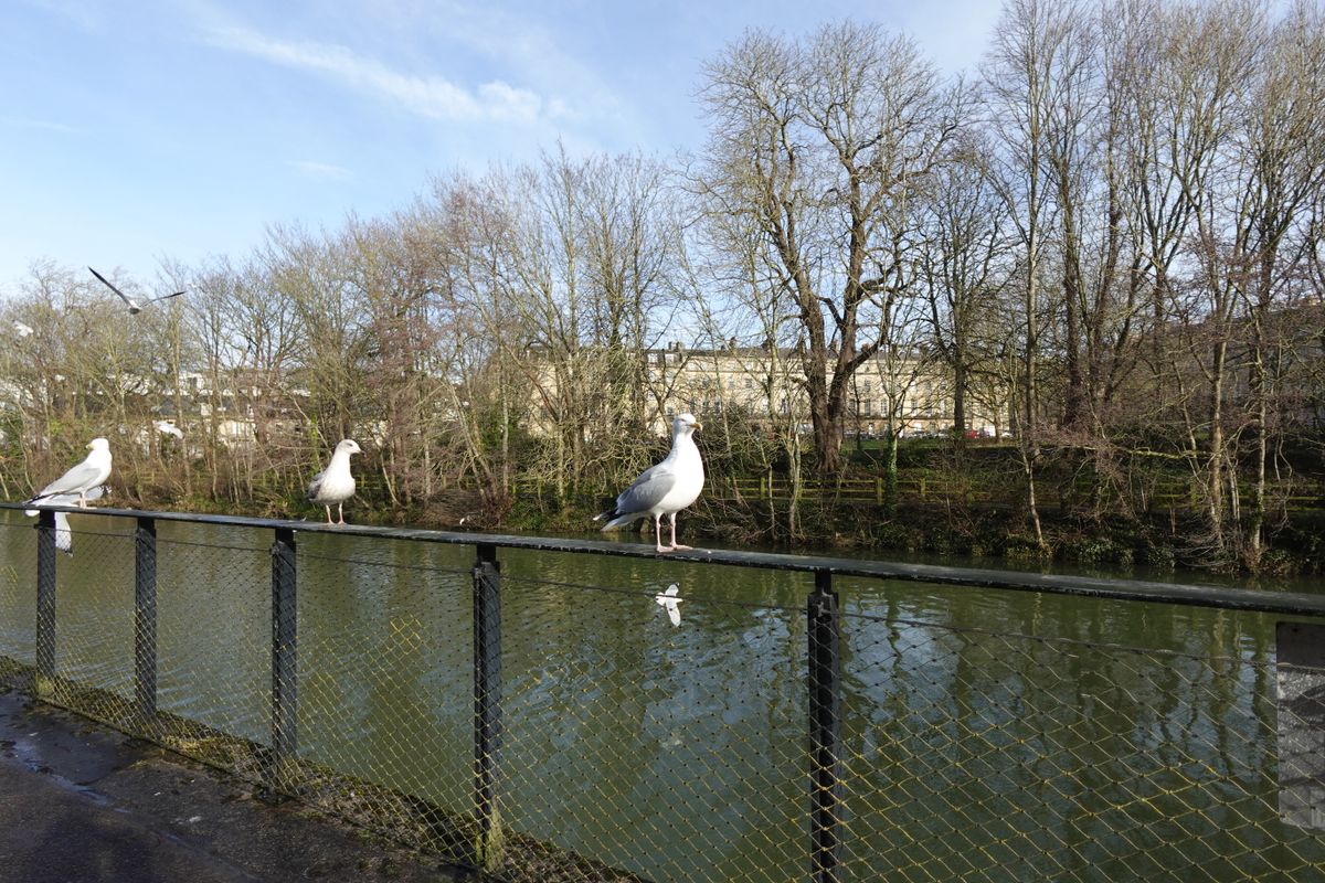 A photo of a seagull taken on a Sony ZV-1F vlogging camera