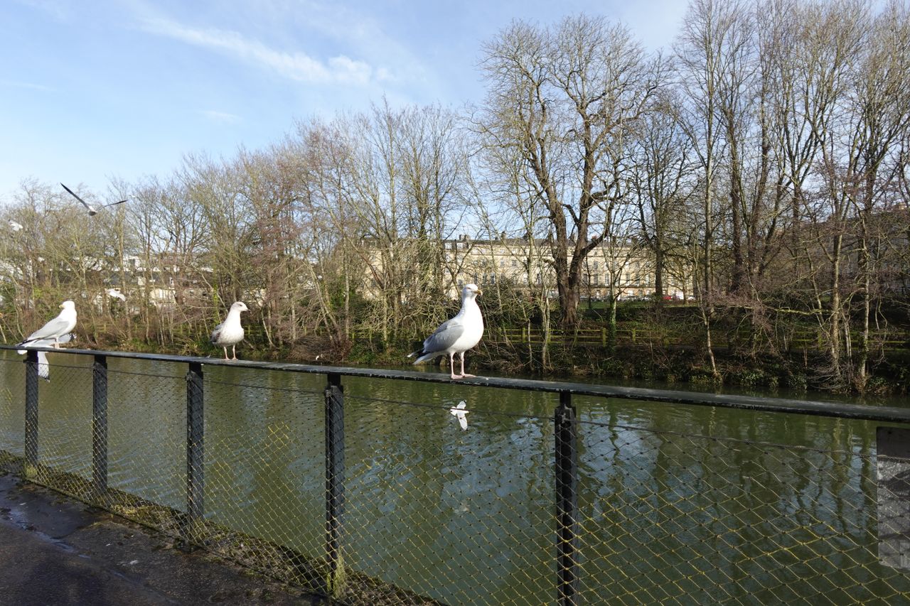 A photo of a seagull taken on a Sony ZV-1F vlogging camera
