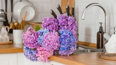 Pink, blue, purple bouquet of hydrangeas on the kitchen countertop.