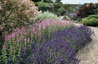 lavender hedges in a cottage garden