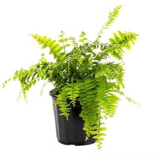 A sword fern plant