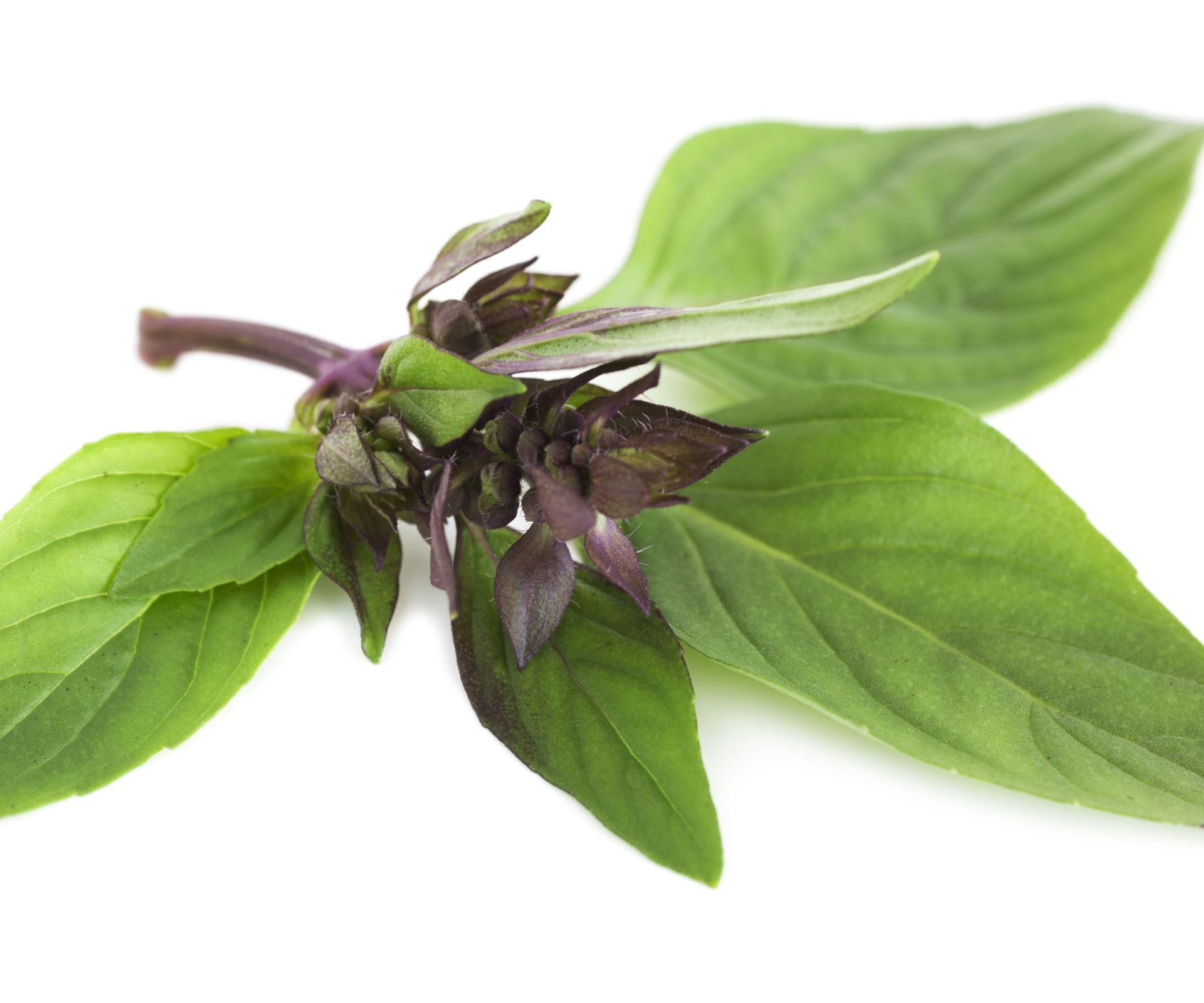 How to grow Thai basil expert care and growing tips Homes & Gardens