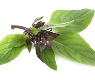 An up close look at the purple stem and green leaves of Thai basil