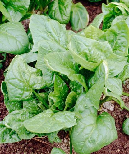 Vegetables to plant in October: 12 easy crops to grow | Gardeningetc