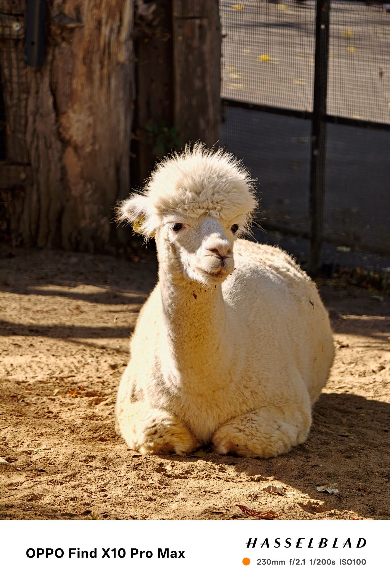 White alpaca sitting on sandy ground with trees and fencing behind.