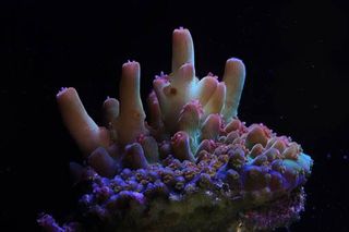 a dark photograph of coral on a black backdrop