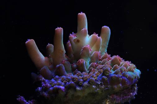Canon joins the fight to save climate-damaged coral reefs | Digital ...