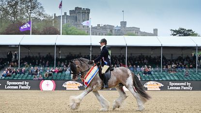 2024 Royal Windsor ridden coloured championship