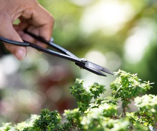 Close up of bonsai tree and pruning scissors