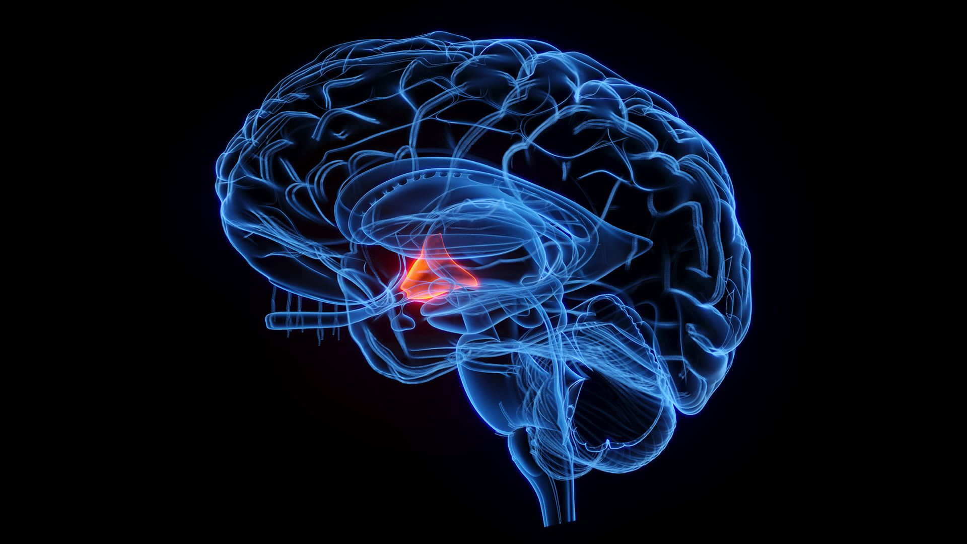 A close up of an illustration of a transparent brain with the hypothalamus in red.