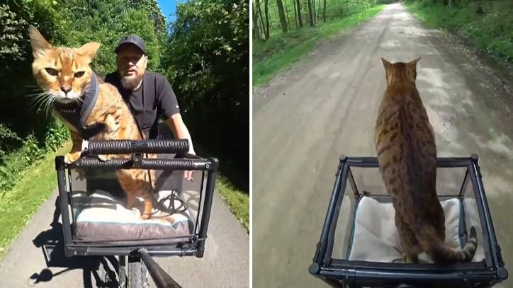 Pouncey the cat on his bike