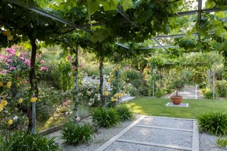 pergola covered in foliage and climbing roses over pathway