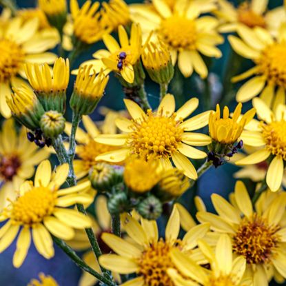 groundsel plant with yellow daisy flowers