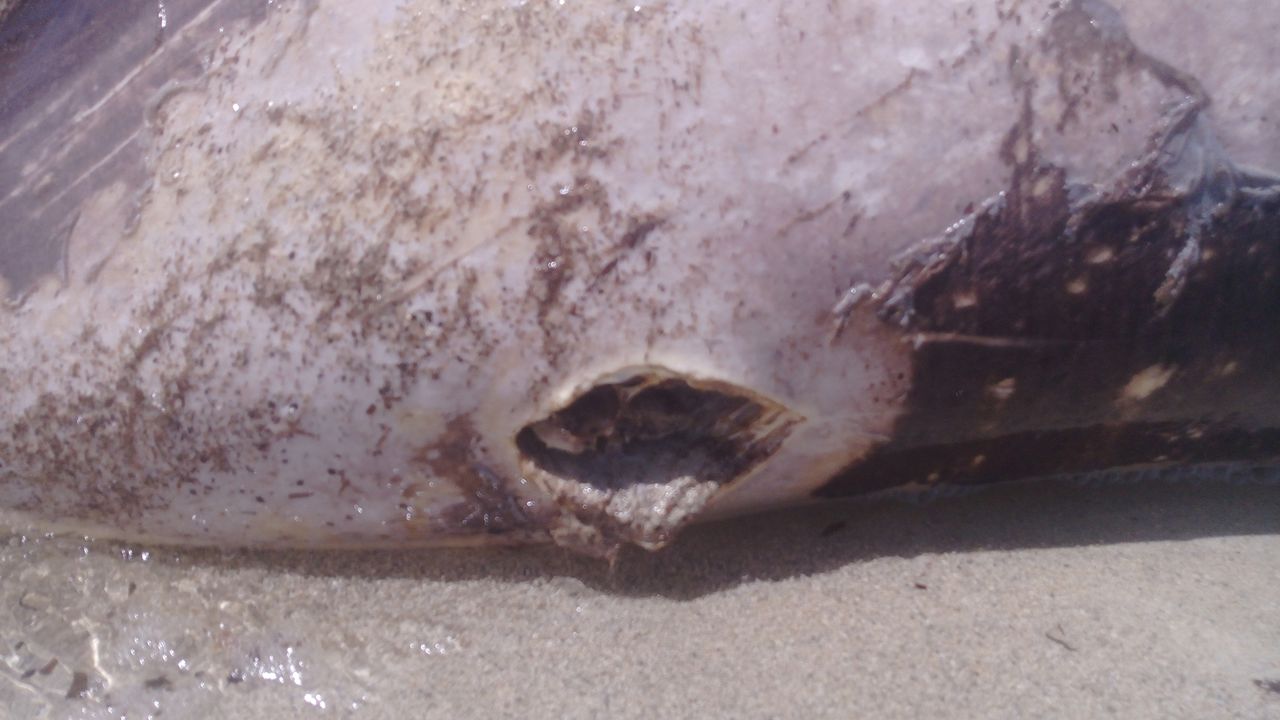 A close-up of the shark's wound, where it was stabbed.