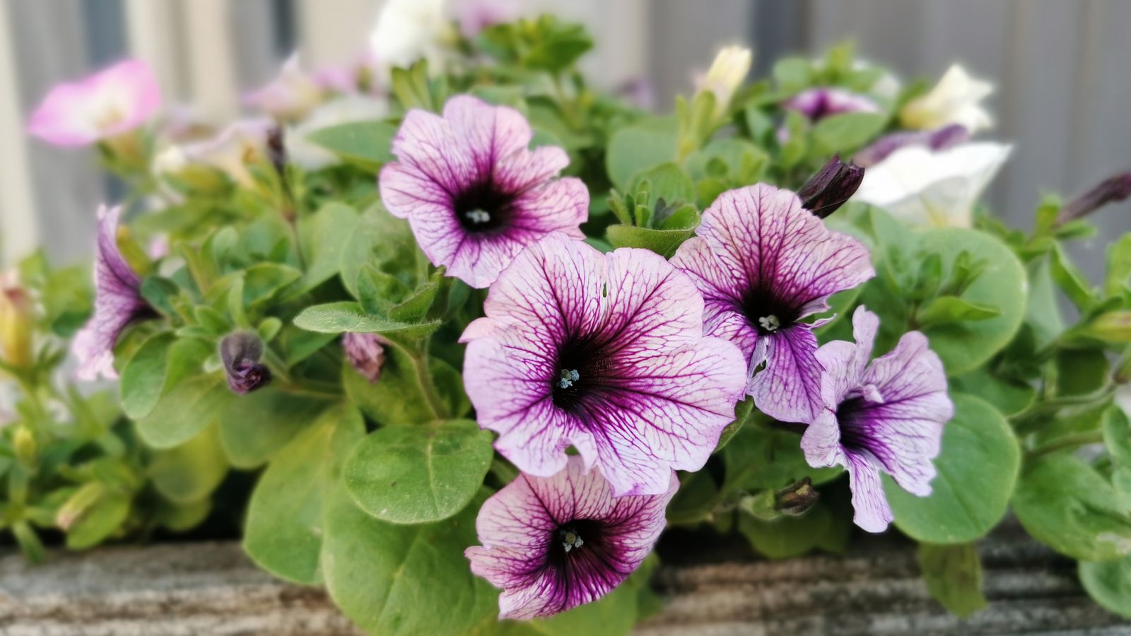 Why are my petunias wilting? Gardeningetc