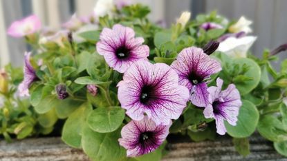 Pink petunias in a window box