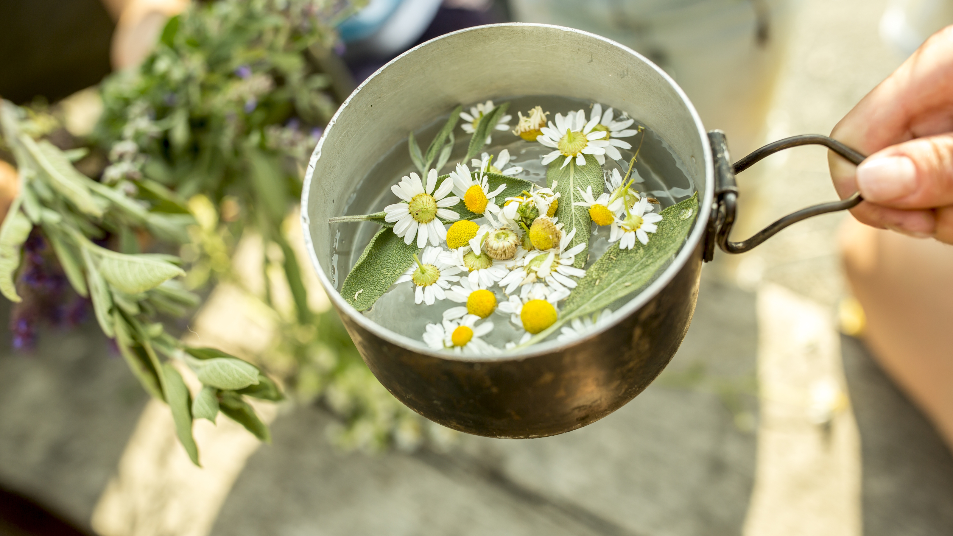 Fresh chamomile flowers in a pot with water for a tea infusion