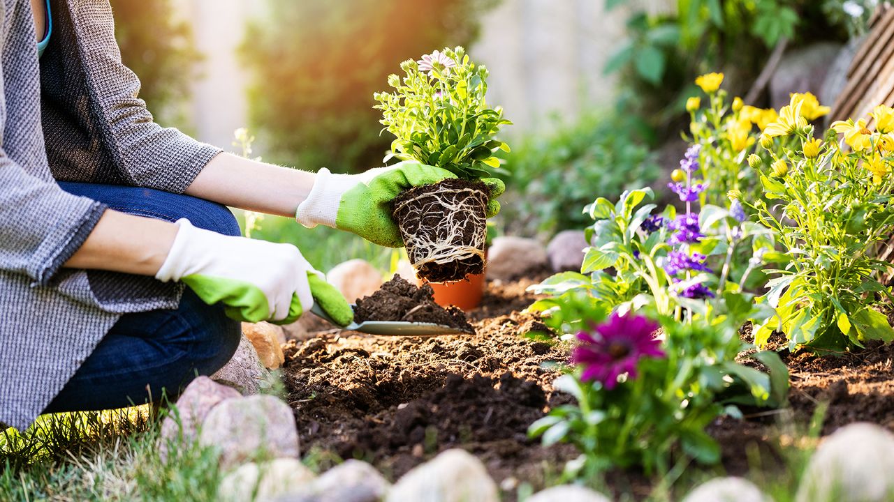 Gardener plants flower bed