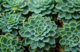 Echeveria elegans Mexican Snowball succulents