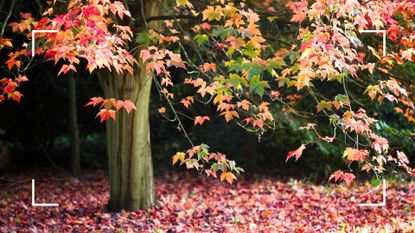 picture of oak tree with orange leaves and floor covered with fallen leaves