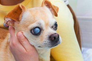 A dog with a swollen eye with clouding/blue tinge present