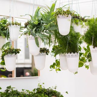 white hanging plant pots