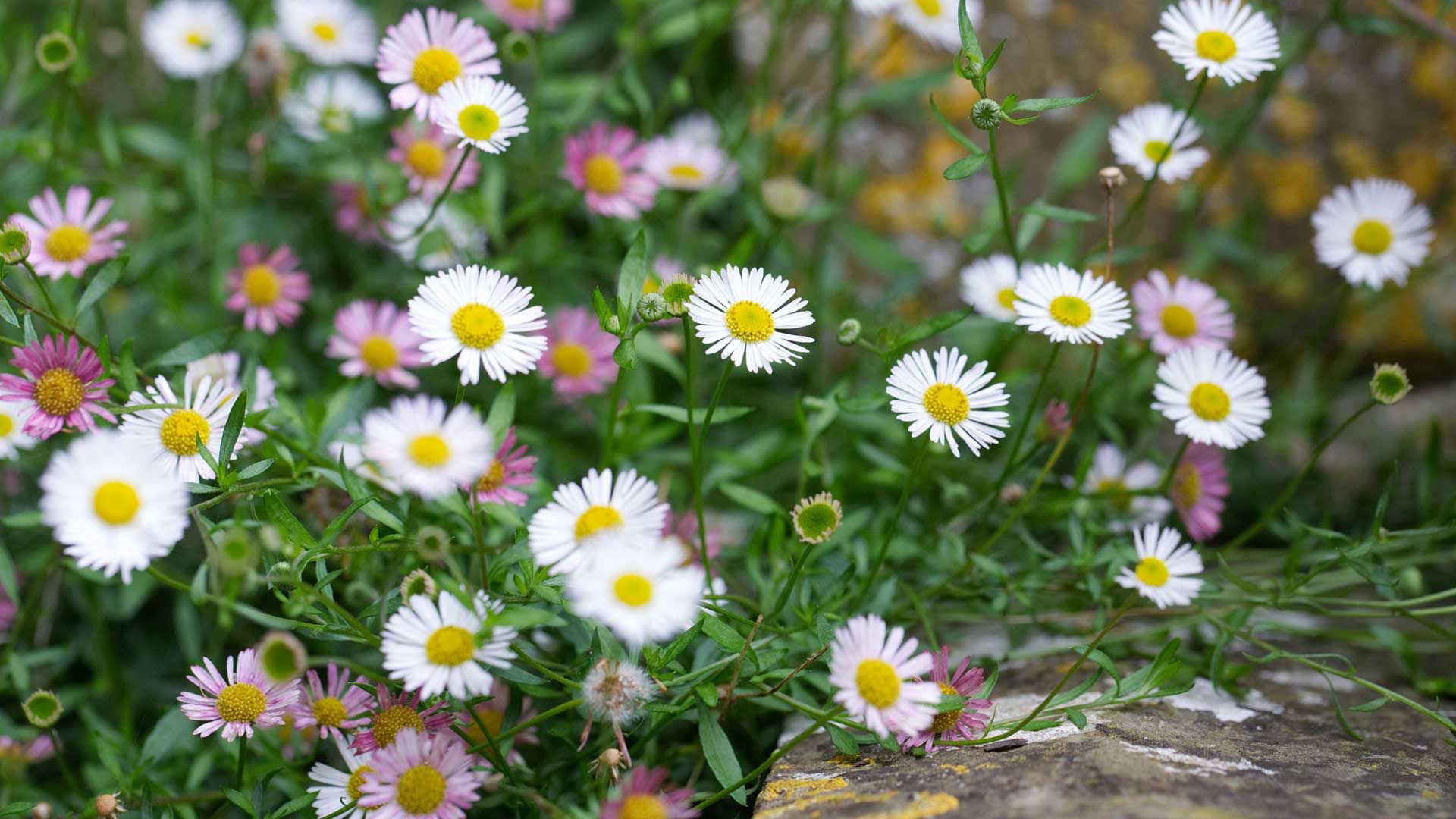Best rockery plants: 8 low-maintenance picks from the pros | Woman & Home