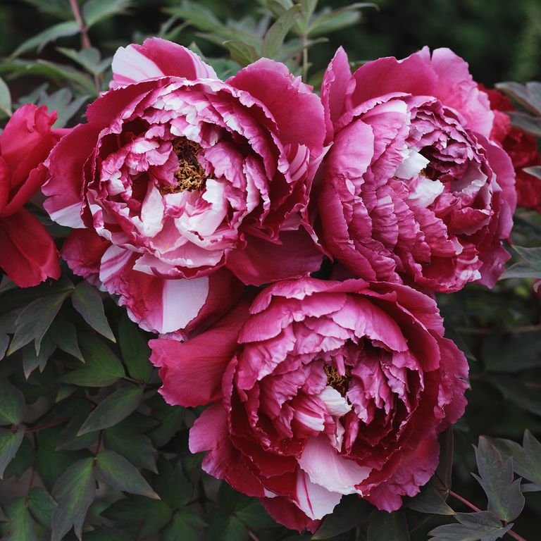 How to plant peony bulbs and why autumn is the prime time Ideal Home