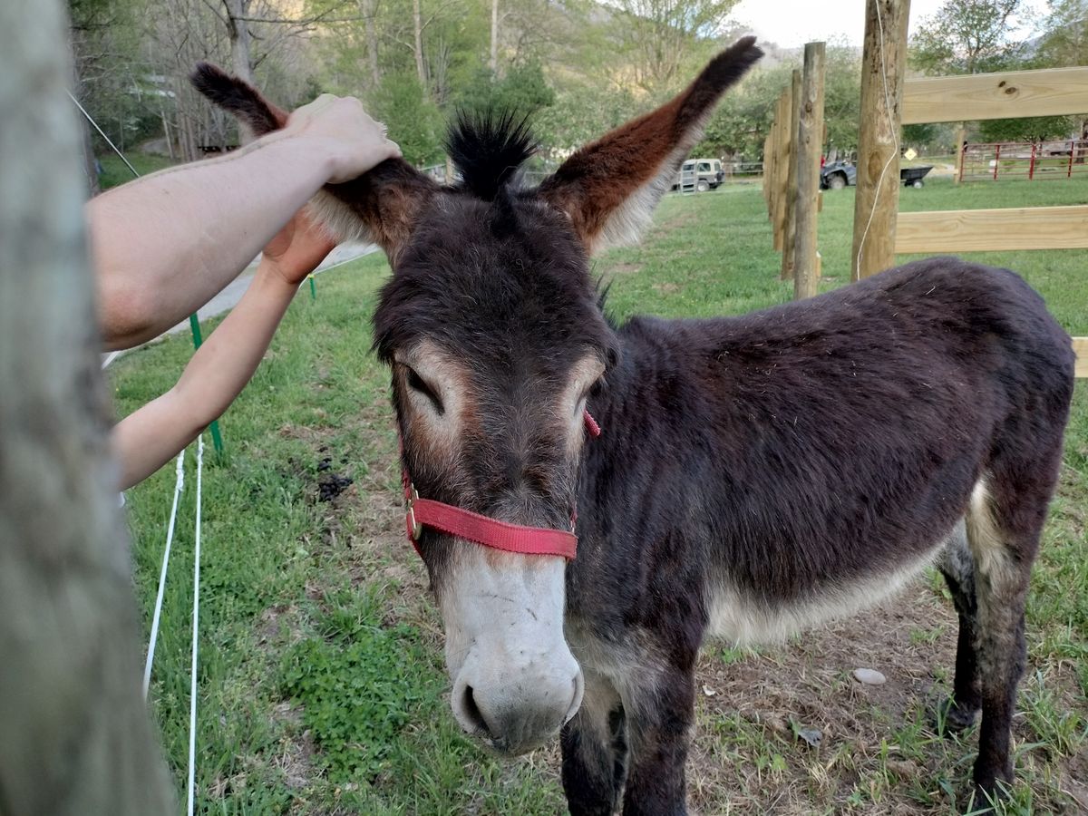 OnePlus Nord N20 camera sample
