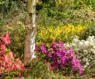 Azalea, shrubs, shrub border