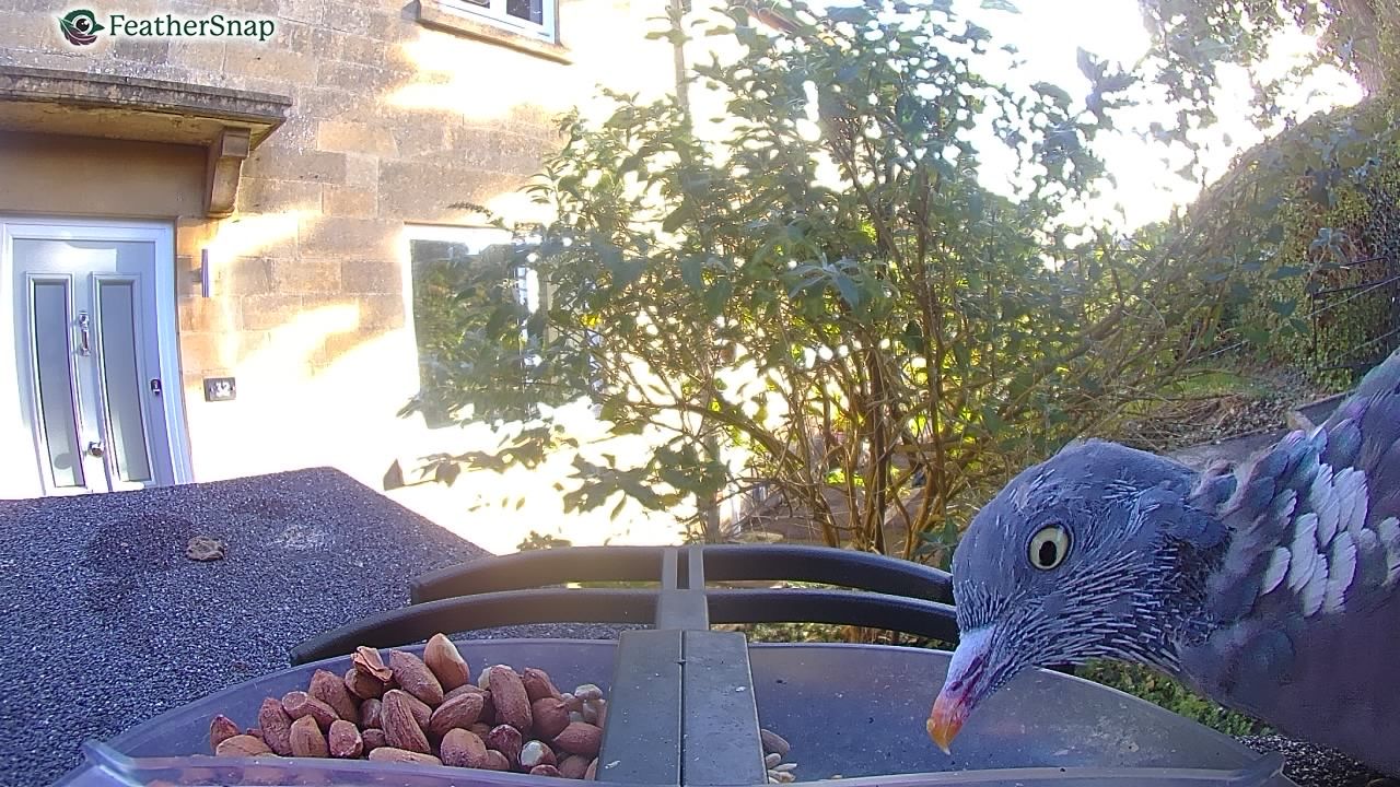 Sample images from the FeatherSnap Scout bird feeder