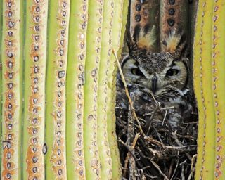 great horned owl, saguaro national park, sonoran desert