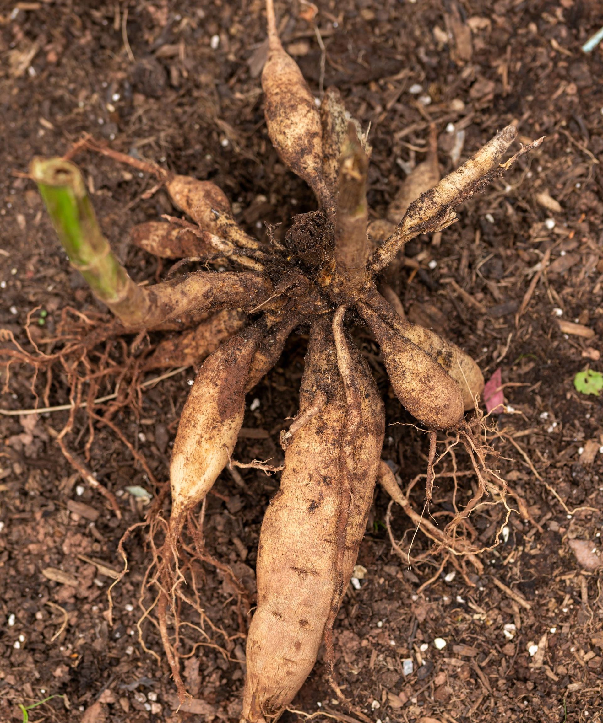 How to plant dahlia tubers for non-stop summer blooms | Ideal Home