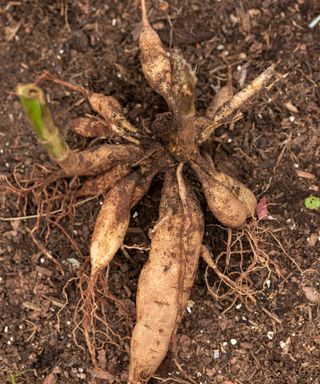 Mature dahlia tubers being dug up for overwintering
